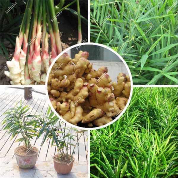 100 pcs/bag Perennial Ginger Seeds Vegetable Seeds Zingiber Officinale Seeds Balcony Fruits And Vegetables Healthy Kitchen Food
