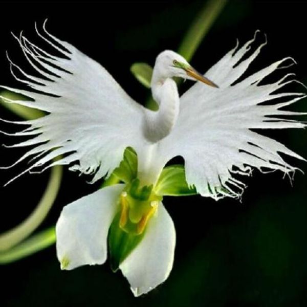 

50 шт. / упак. японский Radiata семена белая цапля Орхидея семена редких орхидеи в мире орхидеи виды Белый Зубр цветы Orchidee сад
