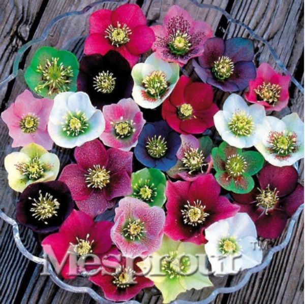 Новинка Завод, Красочные Морозник (Рождественская Роза)Helleborus Нигер Цветок Семян,
Новинка Завод, Красочные Морозник (Рождественская Роза)Helleborus Нигер Цветок Семян,