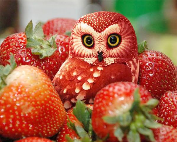 a1206 diamond embroidery home decor cross stitch strawberry cat heat 100% resin tool dril painting cross stitch mosaic needlework
a1206 diamond embroidery home decor cross stitch strawberry cat heat 100% resin tool dril painting cross stitch mosaic needlework