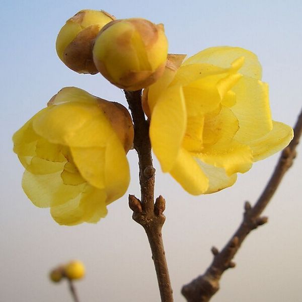 садовые цветы Семена Wintersweet, Ароматный зимний цветок растения семена деревьев 10 ч
садовые цветы Семена Wintersweet, Ароматный зимний цветок растения семена деревьев 10 ч