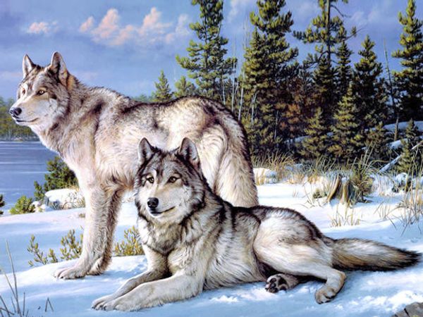 a2118 twowolf 40*30 5d diy diamond embroidery painting home decor diamond crossing stitch 100% resin tool dril painting mosaic needlework
a2118 twowolf 40*30 5d diy diamond embroidery painting home decor diamond crossing stitch 100% resin tool dril painting mosaic needlework