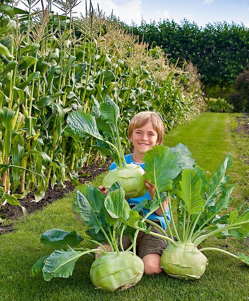 The Netherlands imported Vegetables kohlrabi seeds green vegetable seed 50pcs Free Shipping
The Netherlands imported Vegetables kohlrabi seeds green vegetable seed 50pcs Free Shipping