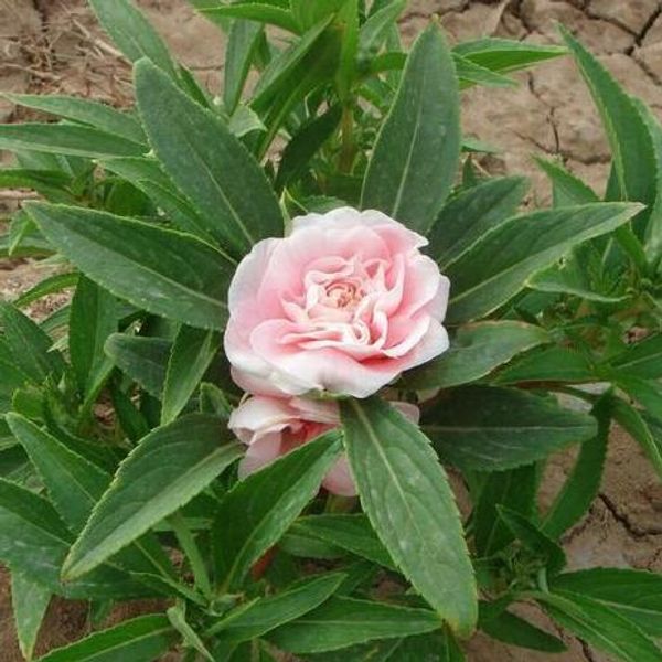 1 original pack 20pcs Pink garden balsam Seeds, super easy grow Bonsai Flower seeds
1 original pack 20pcs Pink garden balsam Seeds, super easy grow Bonsai Flower seeds