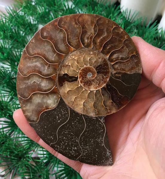 ammonite natural fine gemstone art decoration please select a specific picture, Black
ammonite natural fine gemstone art decoration please select a specific picture, Black