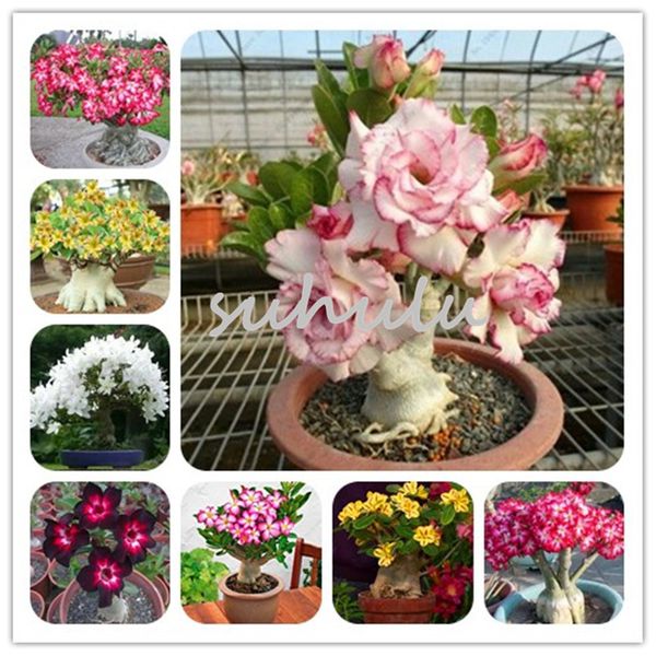 5 Pcs/Bag Adenium Obesum Seeds 100% True Desert Rose Seeds MixedBonsai Flower Seeds Rich Flowers Double Petals For Home Garden Plant