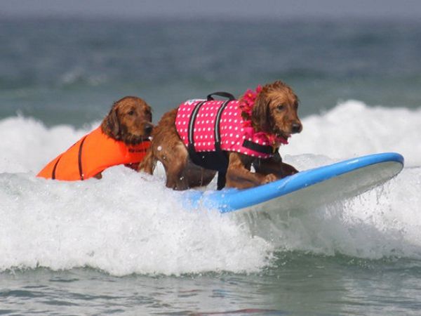safe dog спасательный жилет спасательный жилет saver preserver спасательный жилет floatation vest купальный костюм со светоотражающей полосо
safe dog спасательный жилет спасательный жилет saver preserver спасательный жилет floatation vest купальный костюм со светоотражающей полосо