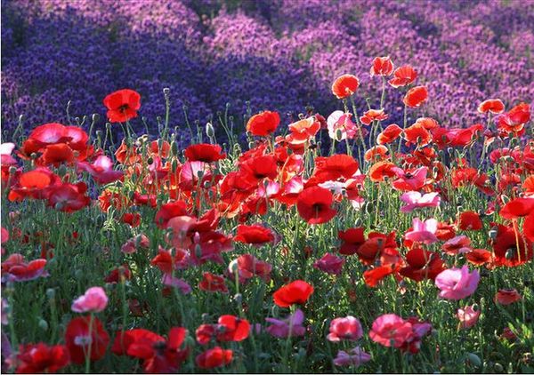 custom any size mural wallpaper red poppies grass background wall tv background 3d mural wall paper
custom any size mural wallpaper red poppies grass background wall tv background 3d mural wall paper