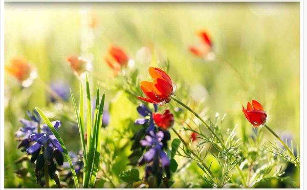 3d wallpaper custom 3d mural wallpaper beautiful flowers landscape european simplicity tv backdrop bedroom p wall paper 3d
3d wallpaper custom 3d mural wallpaper beautiful flowers landscape european simplicity tv backdrop bedroom p wall paper 3d