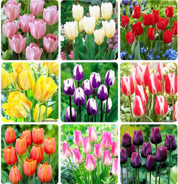 

50 шт Тюльпан семена Тюльпан цветок красивый тюльпан цветок растение для садовых растений (Не луковицы тюльпанов ) цветок символизирует любовь