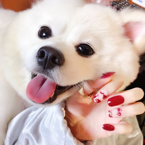 2018 new fashion rendering fake nail red pure color false nails 24pcs small accessories short square head nail tips with glue, Red;gold
2018 new fashion rendering fake nail red pure color false nails 24pcs small accessories short square head nail tips with glue, Red;gold