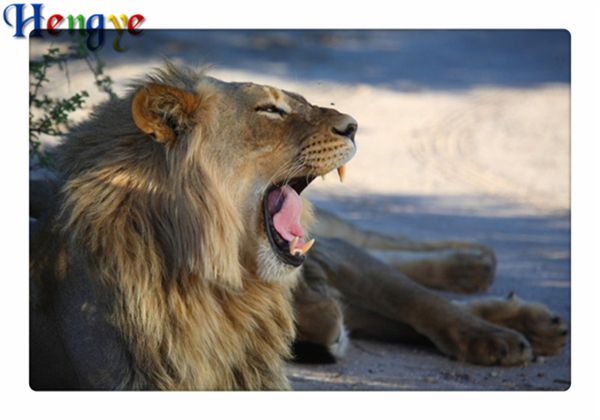 5d diy diamond painting cross stitch kit rhinestone full square&round diamond embroidery animal lion home mosaic decor gift yx2118
5d diy diamond painting cross stitch kit rhinestone full square&round diamond embroidery animal lion home mosaic decor gift yx2118