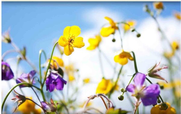 3d wallpaper custom 3d mural wallpaper flowers landscape simple european background wall tv backdrop bedroom p wall paper 3d
3d wallpaper custom 3d mural wallpaper flowers landscape simple european background wall tv backdrop bedroom p wall paper 3d