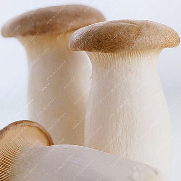 

Дешевые 100 шт. редкие съедобные грибы грибные семена цветов комнатные растения те