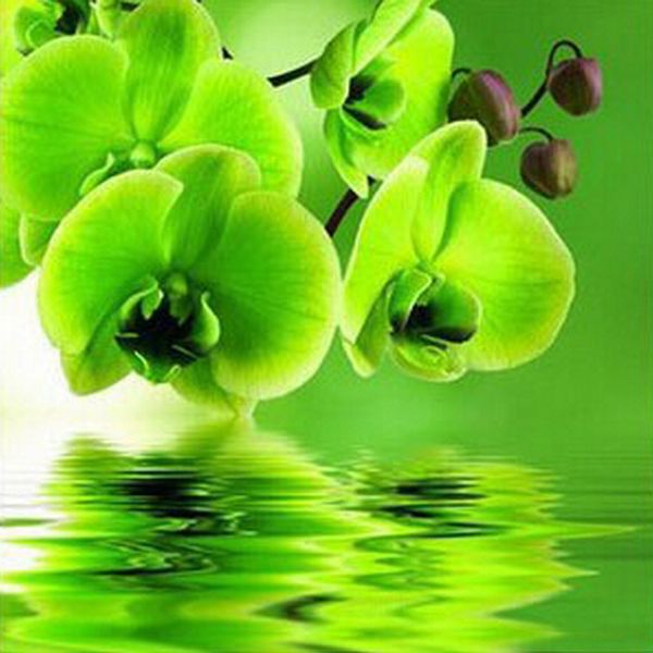 a1992 greenleaf 20*20 5d diy diamond embroidery painting home decor diamond crossing stitch 100% resin tool dril painting mosaic needlework
a1992 greenleaf 20*20 5d diy diamond embroidery painting home decor diamond crossing stitch 100% resin tool dril painting mosaic needlework