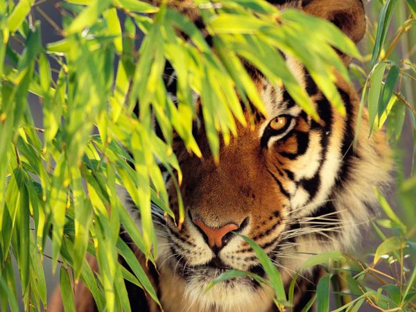 a2152 tigerhead 40*30 5d diy diamond embroidery painting home decor diamond crossing stitch 100% resin tool dril painting mosaic needlework
a2152 tigerhead 40*30 5d diy diamond embroidery painting home decor diamond crossing stitch 100% resin tool dril painting mosaic needlework