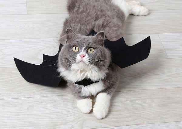 смешные кошки косплей костюм хэллоуин домашнее животное летучая мышь крылья кошка летучая мышь костюм fit партии собаки кошки играют зоотова
смешные кошки косплей костюм хэллоуин домашнее животное летучая мышь крылья кошка летучая мышь костюм fit партии собаки кошки играют зоотова