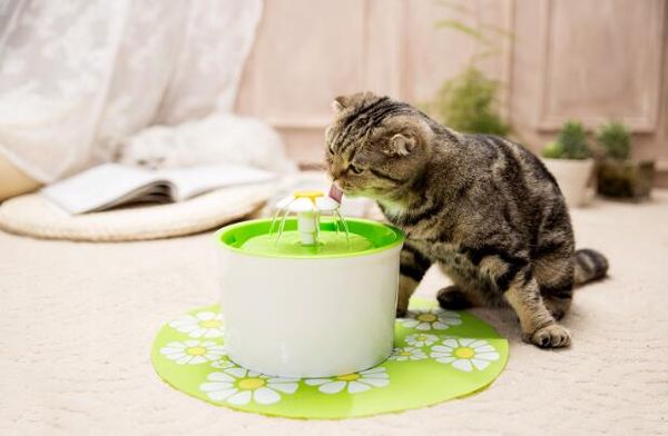 pet waterer electric automatic pet диспенсер feeder фонтан воды mute cat dog бутылки воды поилка ес plug сша
pet waterer electric automatic pet диспенсер feeder фонтан воды mute cat dog бутылки воды поилка ес plug сша