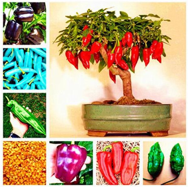 organic vegetable seed 100 pcs chocolate naga jolokia chilli seeds, ghost pepper - bhut jolokia for home garden plant
organic vegetable seed 100 pcs chocolate naga jolokia chilli seeds, ghost pepper - bhut jolokia for home garden plant