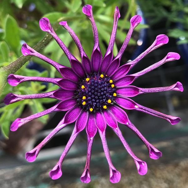 Flores, pétalas e guirlandas greatvip 
Flores, pétalas e guirlandas greatvip