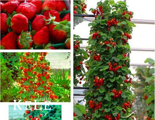 Hot Sale!200 Pcs Climbing Red Strawberry Seeds With SALUBRIOUS TASTE * NON-GMO Strawberry Mount Everest* EDIBLE * Fruit,#4Z0CJ2
Hot Sale!200 Pcs Climbing Red Strawberry Seeds With SALUBRIOUS TASTE * NON-GMO Strawberry Mount Everest* EDIBLE * Fruit,#4Z0CJ2