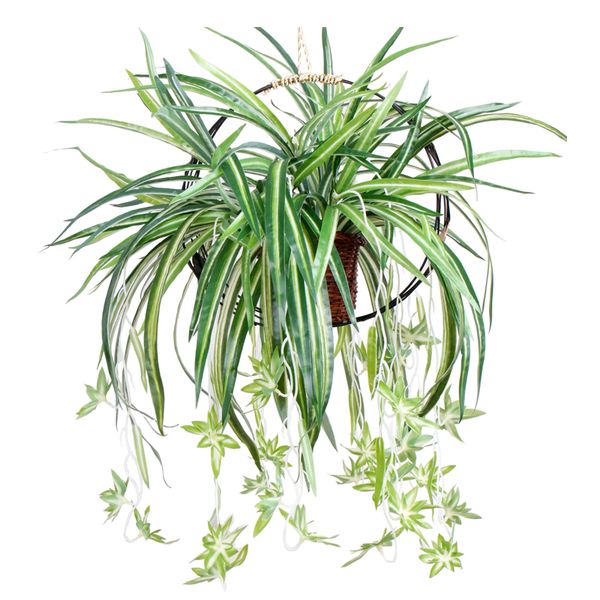 artificial greenery wall decor bracketplant chlorophytum orchid plastic rattan silk flower artificial hanging plant faux greenery home decor
artificial greenery wall decor bracketplant chlorophytum orchid plastic rattan silk flower artificial hanging plant faux greenery home decor