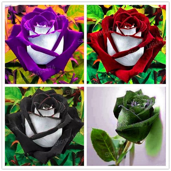 200 piece bag rare ro e eed pecial flower eed black ro e flower with white red edge ro e eed bon ai plant for home and garden
200 piece bag rare ro e eed pecial flower eed black ro e flower with white red edge ro e eed bon ai plant for home and garden
