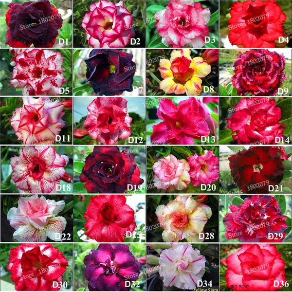 Подлинная Adenium obesum семена, 12 шт пустыни розы семена цветов, 100 + видов смешанных бон
Подлинная Adenium obesum семена, 12 шт пустыни розы семена цветов, 100 + видов смешанных бон