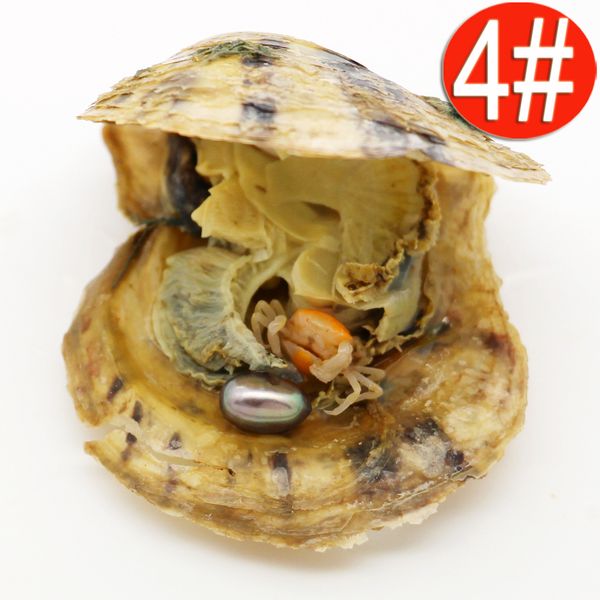 21 dyed elliptical teardrop akoya 6-8mm freshwater cultured pearls with oysters, vacuum packaged oyster pearl wholesale
21 dyed elliptical teardrop akoya 6-8mm freshwater cultured pearls with oysters, vacuum packaged oyster pearl wholesale