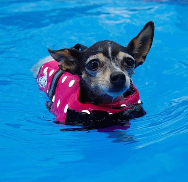 eco-friendly pet dog life jacket safety clothes for pet puppy life vest outward saver dog clothes swimming swimwear beach vacation
eco-friendly pet dog life jacket safety clothes for pet puppy life vest outward saver dog clothes swimming swimwear beach vacation