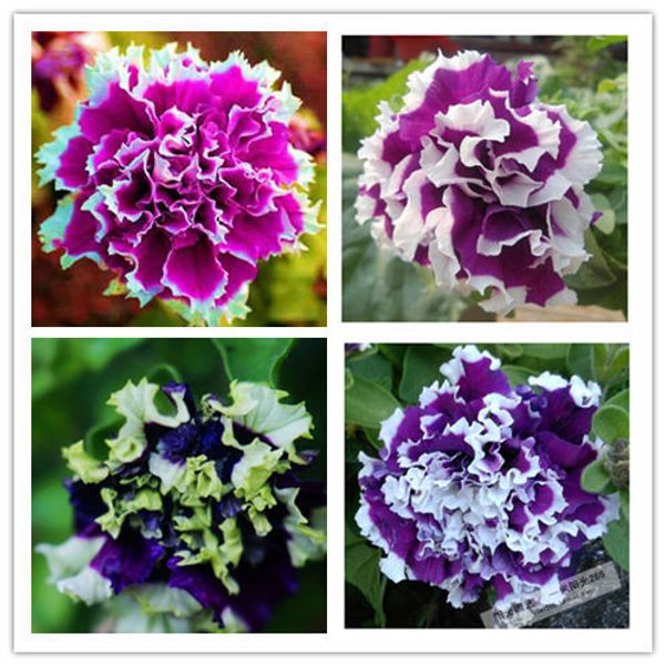 Самые дешевые Панамериканские лепестки петунии цветок двойной водопад pluguglies сем
Самые дешевые Панамериканские лепестки петунии цветок двойной водопад pluguglies сем