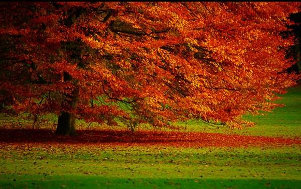 овѬеменнй кѬаивй кѬанй кленовй ли мода в оне ен Ѭопии оо обои
овѬеменнй кѬаивй кѬанй кленовй ли мода в оне ен Ѭопии оо обои