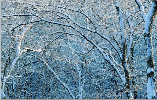 пользовательские 3d фото обои оригинальный китайский стиль красивый снег пейзаж дерево тв фон стены обои настенная живопись для жизни ро
пользовательские 3d фото обои оригинальный китайский стиль красивый снег пейзаж дерево тв фон стены обои настенная живопись для жизни ро