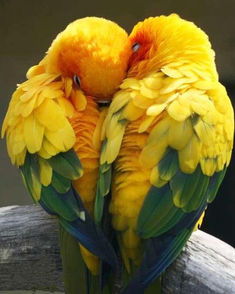 a2176 parrot 20*25cm 5d diy diamond embroidery painting home decor diamond crossing stitch 100% resin tool dril painting mosaic needlework 
a2176 parrot 20*25cm 5d diy diamond embroidery painting home decor diamond crossing stitch 100% resin tool dril painting mosaic needlework