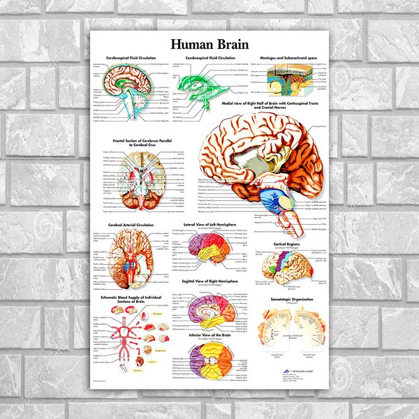 human anatomy brain poster canvas painting wall art posters and prints wall pictures for living room unframed
human anatomy brain poster canvas painting wall art posters and prints wall pictures for living room unframed