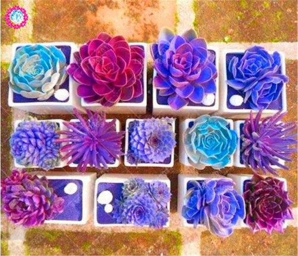 Редкие Красоты Сочные Семена Легко Выращивать Горшечные Семена цветов 100 шт. Бонс
Редкие Красоты Сочные Семена Легко Выращивать Горшечные Семена цветов 100 шт. Бонс