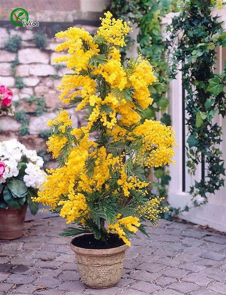 Albizia Julibrissin дерево семена, мини горшечных бонсай дерево семена, DIY главная сад бонс