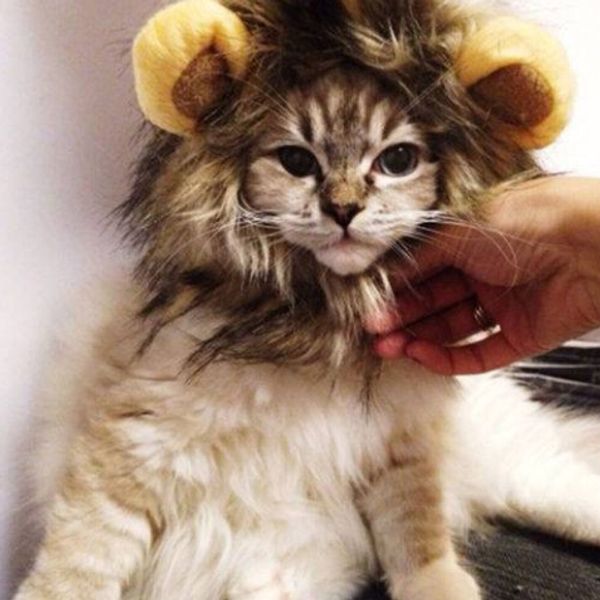 2019 wholesales 2019 cute pet costume cosplay lion mane wig cap hat for cat halloween xmas clot
2019 wholesales 2019 cute pet costume cosplay lion mane wig cap hat for cat halloween xmas clot