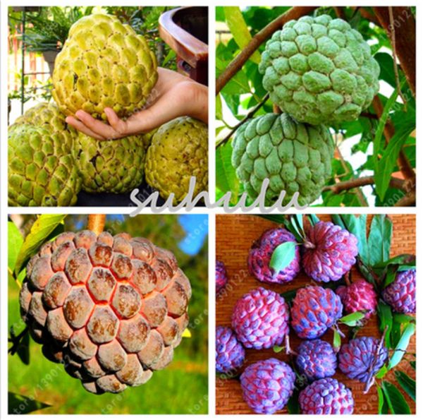 10 шт. Soursop фрукты, (graviola annona muricata), многоцветные sweetsop семена вкусные семена фруктов
10 шт. Soursop фрукты, (graviola annona muricata), многоцветные sweetsop семена вкусные семена фруктов