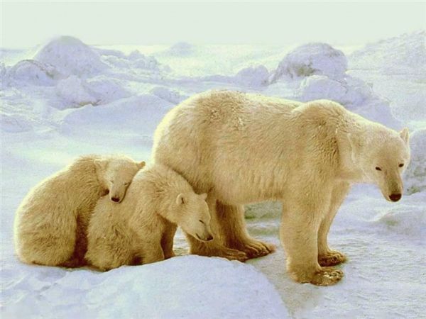 diamond embroidery animal polar bear diy diamond painting cross stitch kit resin full round diamond mosaic home decoration yx1699
diamond embroidery animal polar bear diy diamond painting cross stitch kit resin full round diamond mosaic home decoration yx1699
