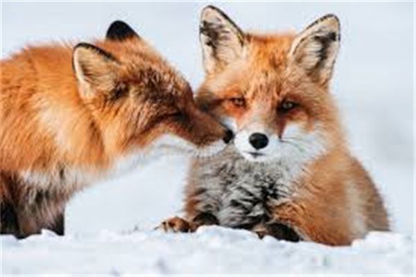 mosaic home decoration gift animal snow fox diy diamond painting cross stitch kit rhinestone full square diamond embroidery sq0051
mosaic home decoration gift animal snow fox diy diamond painting cross stitch kit rhinestone full square diamond embroidery sq0051