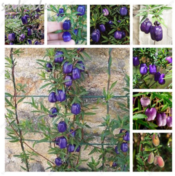 Очень Редкий Голубой Семена Яблоко Ягодный Billardiera Longiflora Органические Вкусные Фру
Очень Редкий Голубой Семена Яблоко Ягодный Billardiera Longiflora Органические Вкусные Фру