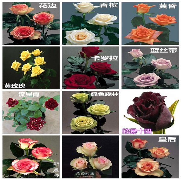wholesale new varieties colorful rose flower seed 10 color 60 seeds per package gorgeous flower seeds for garden
wholesale new varieties colorful rose flower seed 10 color 60 seeds per package gorgeous flower seeds for garden