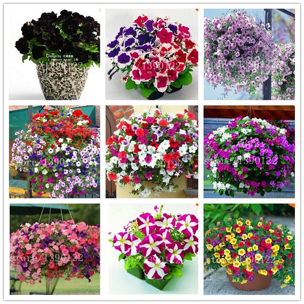 100 pcs Garden Petunia petals flower seeds for garden petunia semillas de petunias flower seeds rare for DIY home garden
100 pcs Garden Petunia petals flower seeds for garden petunia semillas de petunias flower seeds rare for DIY home garden