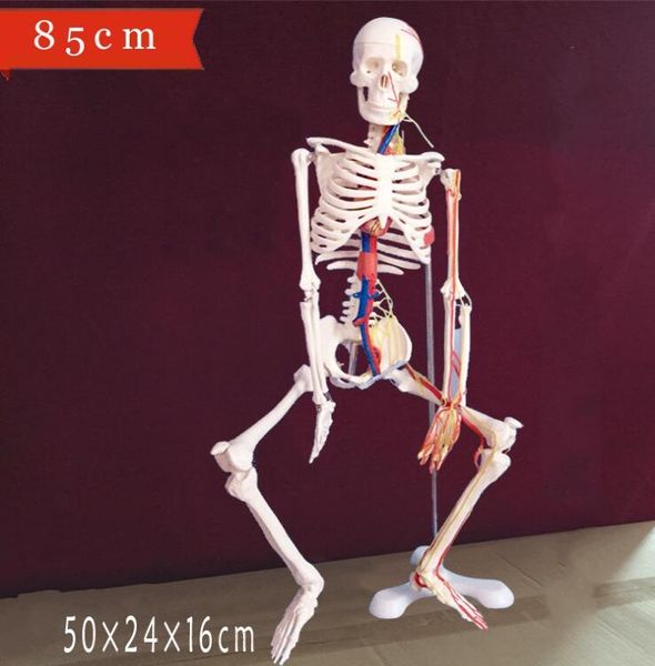 wholesale new human skeleton with spinal nerve disc model 85cm can be active teaching medical mannequins body 1pc c006, Black
wholesale new human skeleton with spinal nerve disc model 85cm can be active teaching medical mannequins body 1pc c006, Black