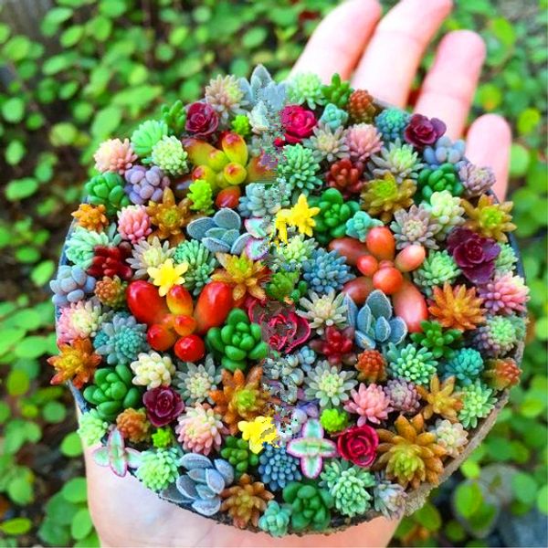 30 pcs/bag Real mini succulent cactus seeds rare succulent perennial herb plants bonsai pot flower seeds indoor plant for home
30 pcs/bag Real mini succulent cactus seeds rare succulent perennial herb plants bonsai pot flower seeds indoor plant for home