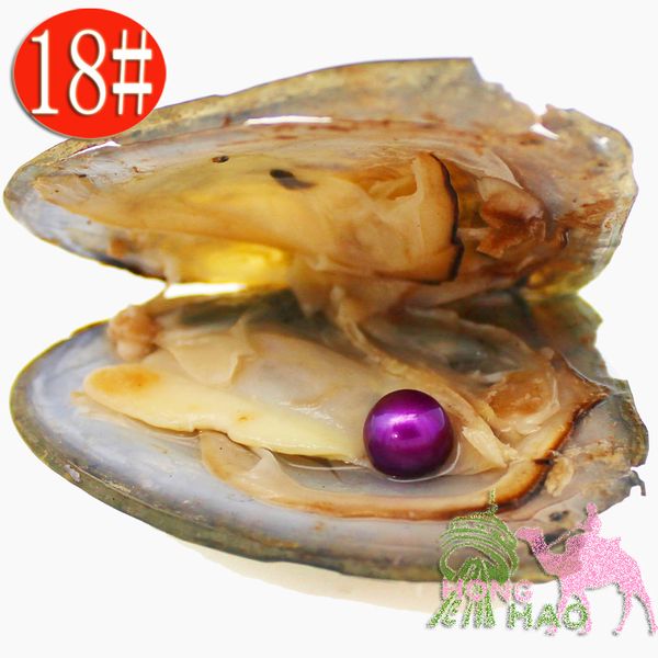 wholesale vacuum packaged freshwater pearl oysters, pearl color 18# purple, a total of 28 colors (
wholesale vacuum packaged freshwater pearl oysters, pearl color 18# purple, a total of 28 colors (