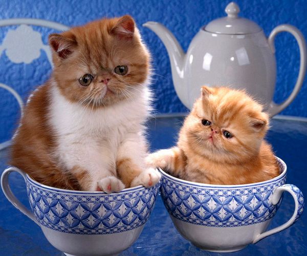 a2391 lovelycat 30*25 5d diy diamond embroidery painting home decor diamond crossing stitch 100% resin tool dril painting mosaic needlework
a2391 lovelycat 30*25 5d diy diamond embroidery painting home decor diamond crossing stitch 100% resin tool dril painting mosaic needlework