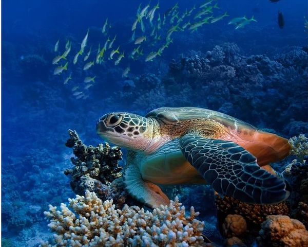 pvc vinyl flooring bathroom sea world turtle living room bathroom 3d floor tiles luxury floor wallpaper
pvc vinyl flooring bathroom sea world turtle living room bathroom 3d floor tiles luxury floor wallpaper