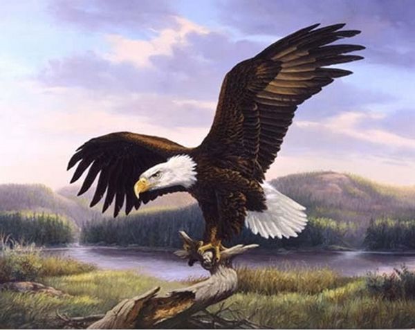 Full Square/Round Drill 5D DIY Diamond Painting "Eagle" Embroidery Cross Stitch Mosaic Home Decor Art Experience toys Gift A0323
Full Square/Round Drill 5D DIY Diamond Painting "Eagle" Embroidery Cross Stitch Mosaic Home Decor Art Experience toys Gift A0323